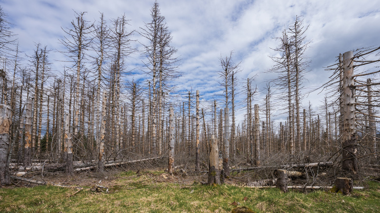 forest with trees stripped bare due to acid rain