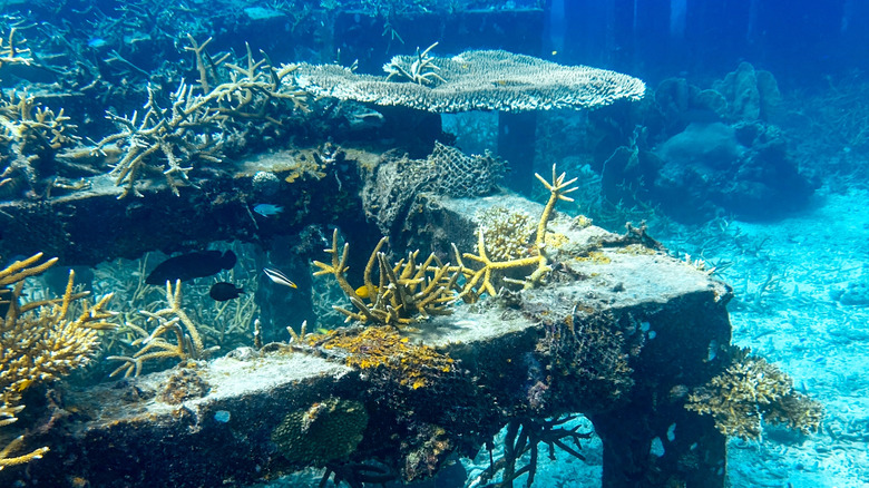 A concrete structure is covered with sea life in a thriving marine ecosystem.