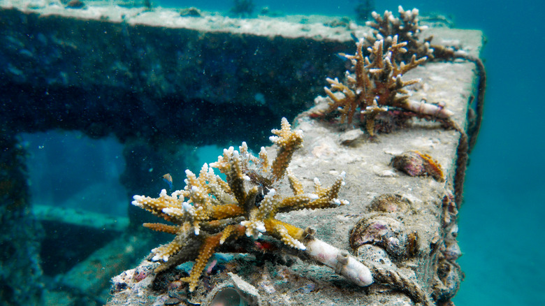 Coral and shellfish grow on a beam set on the ocean floor.