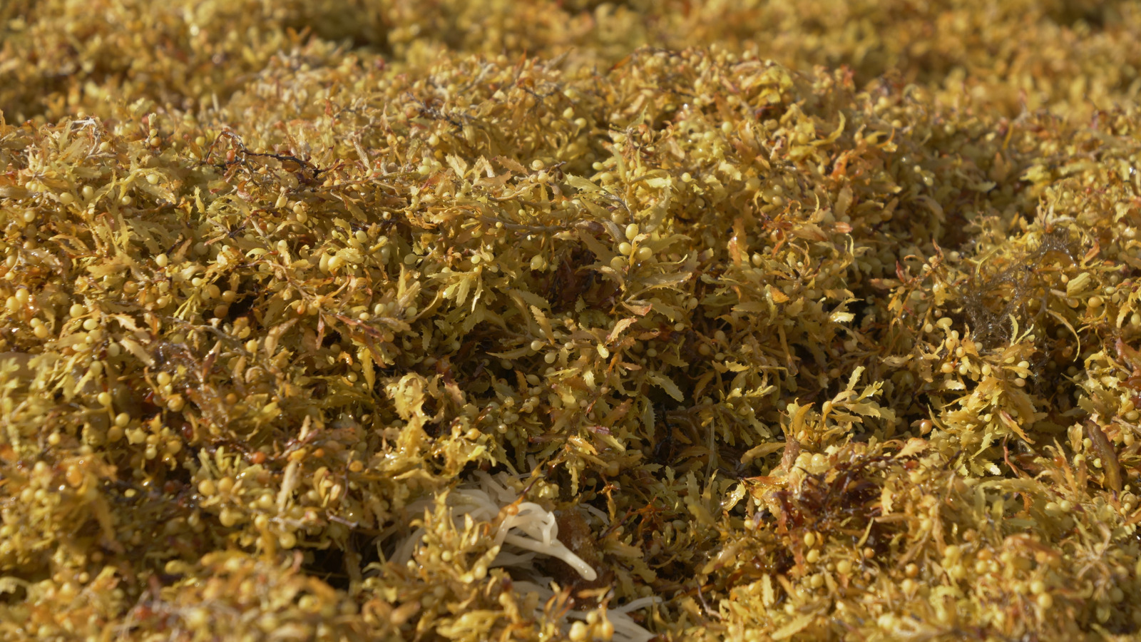 What Is The Great Atlantic Sargassum Belt? – BGR