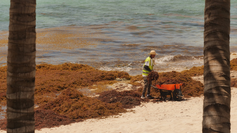 Man removing algae from a beach
