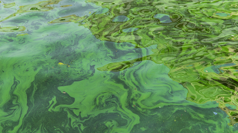 Water pollution with algae growth