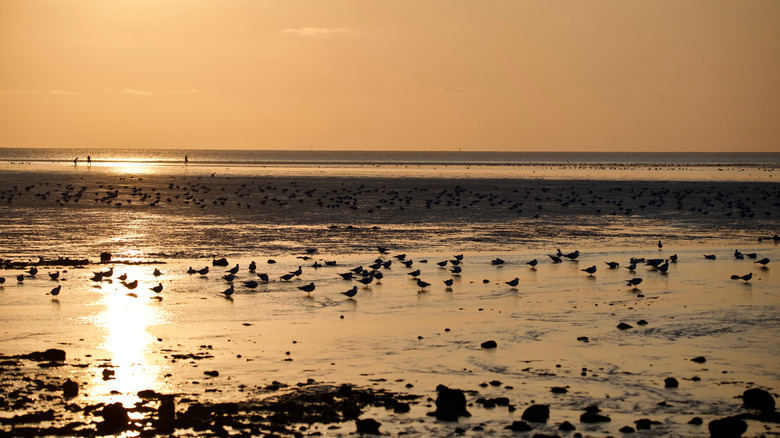Birds feeding on a sandy beach