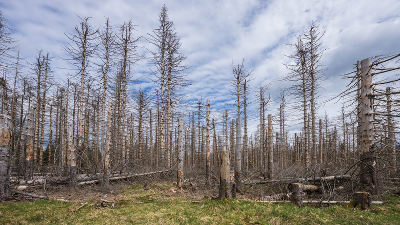trees stripped bare by acid rain
