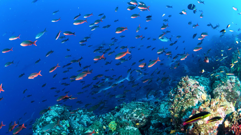 A school of fish swimming near a reef.