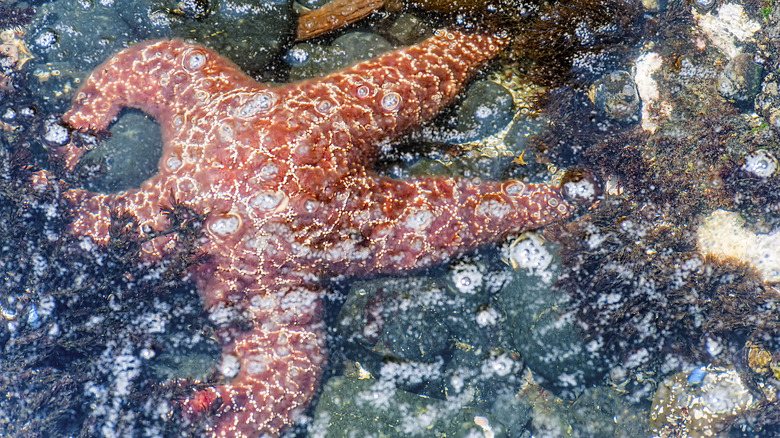 a sea star infected by sea star wasting disease
