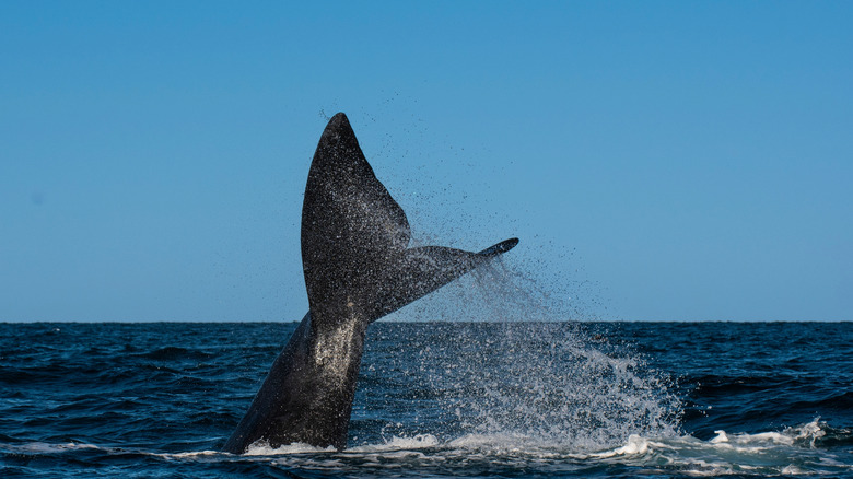 A North Atlantic right whale in the ocean, with its tail coming up out of the water