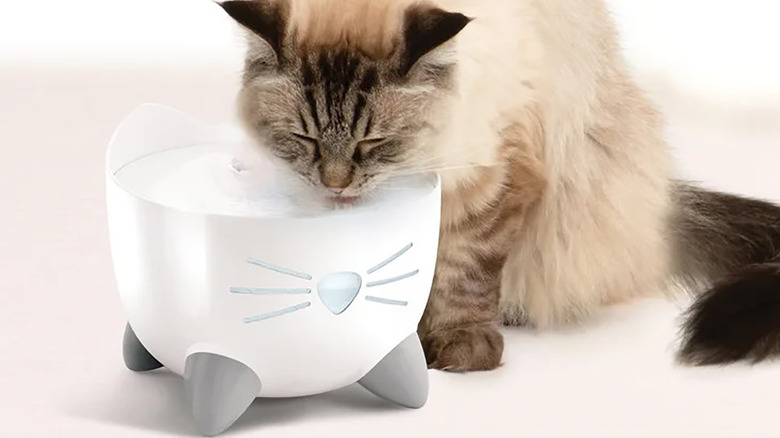 A cat drinking from the Catit Pixi water fountain.