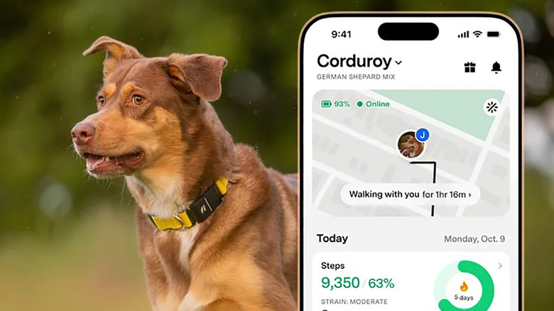 A dog wearing the F Series 3+ smart dog collar, a phone showing the app.