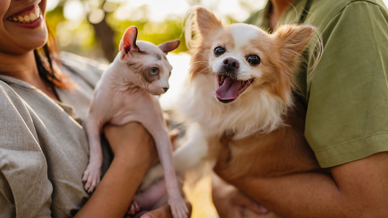 A woman holding a cat, a man holding a dog.