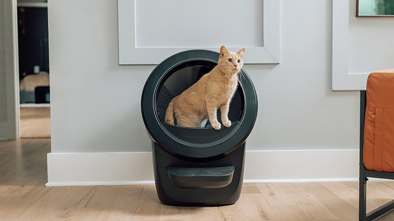 A cat coming out of the Litter-Robot 4 self-cleaning cat litter box.