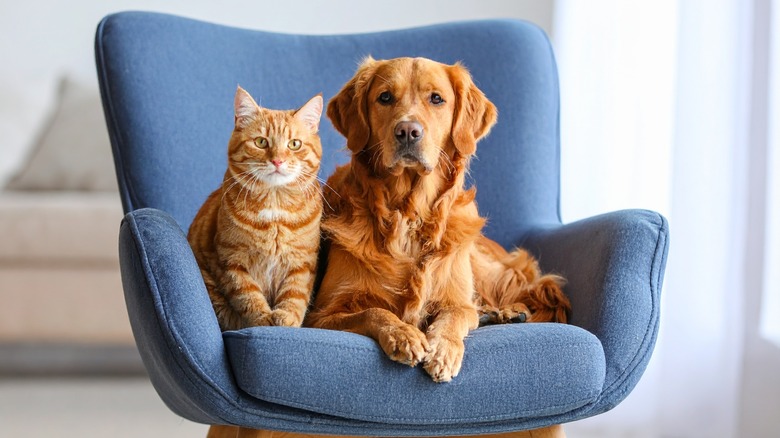 A cat and dog sitting on a chair together.
