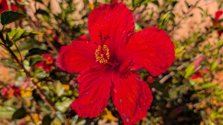 An image of a flower captured by the Pixel 10 Pro
