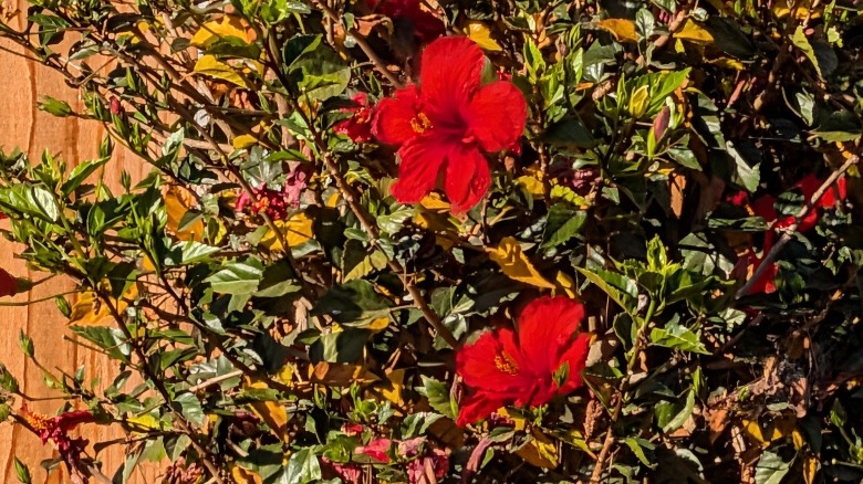 Flowers captured by the Pixel 10 at 20x zoom