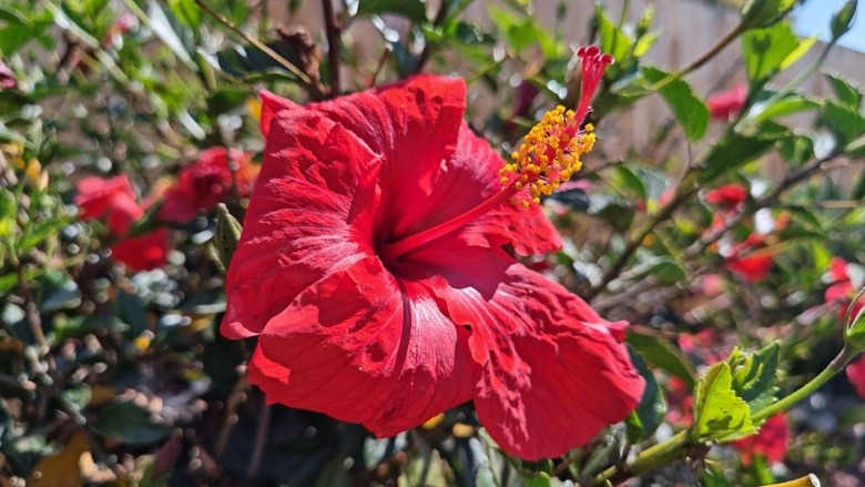 An image of a flower