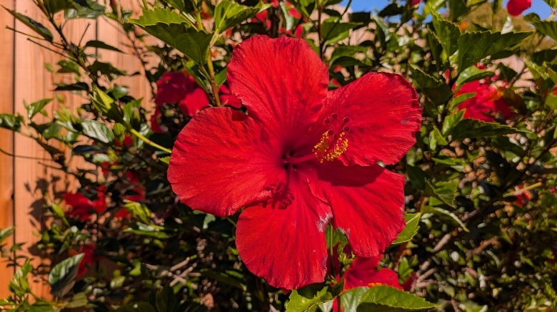 A picture of a flower captured by the Pixel 10 Pro Fold