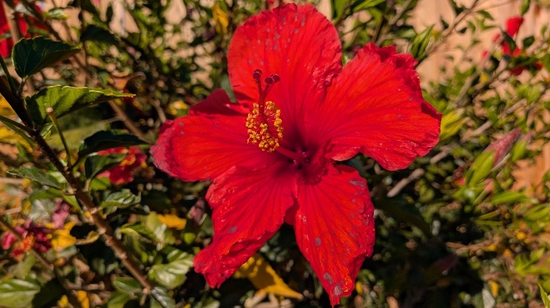 A flower captured by the Pixel 10