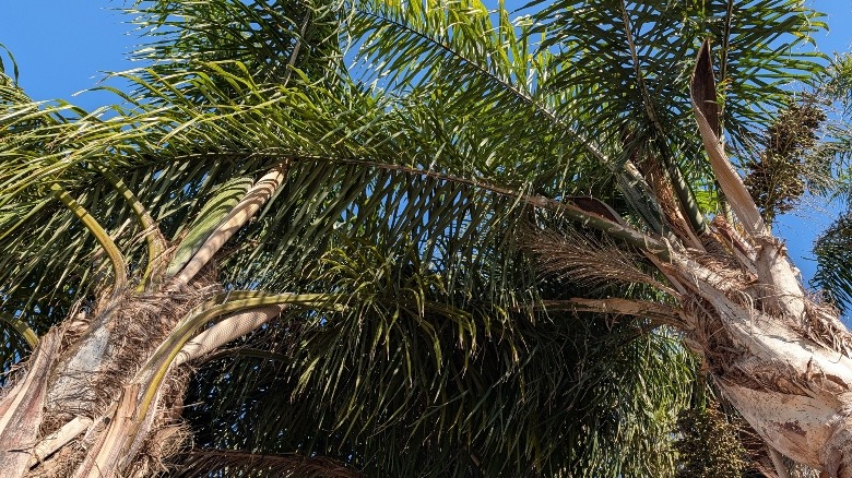 An image of palm trees captured by the Pixel 10 Pro