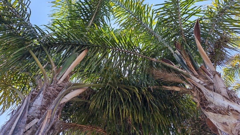 An image of palm trees