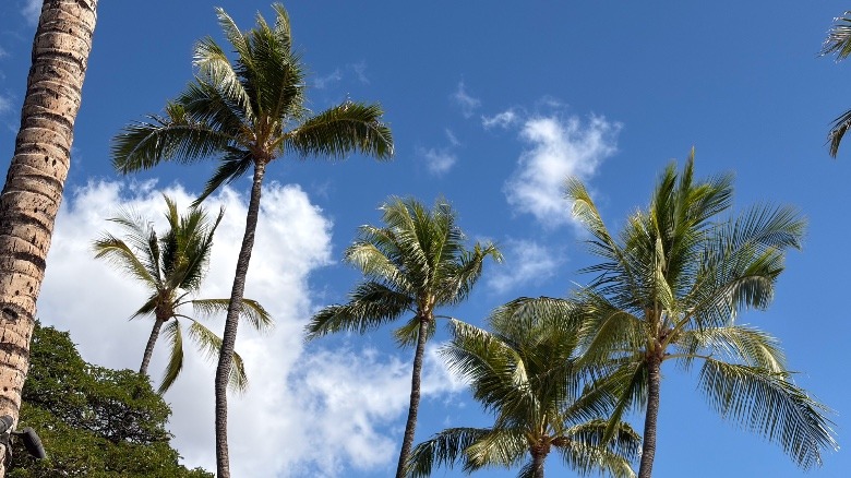 A photo of palm trees captured by the iPhone Air