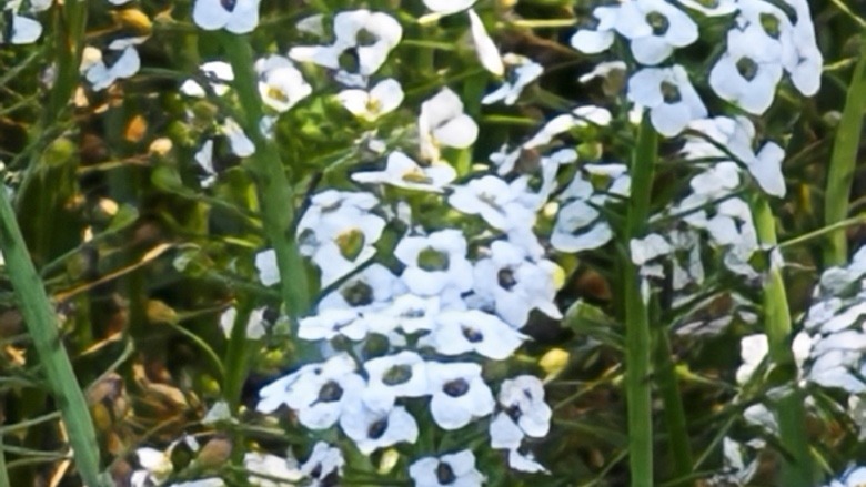 An image of small flowers