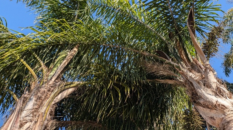 Palm trees captured by the Google Pixel 10