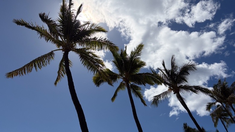 A photo of palm trees captured by the iPhone 17