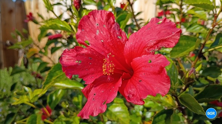 A photo of a flower taken by the Moto G Power (2026)