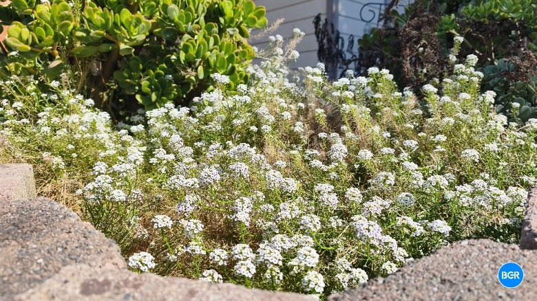 A picture of flowers captured with the Xiaomi 15T Pro