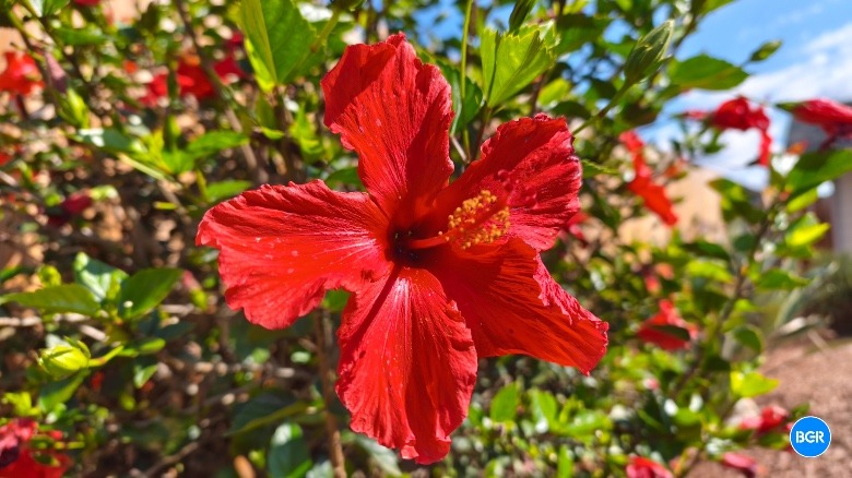 A photo of a flow captured with the Xiaomi 15T Pro