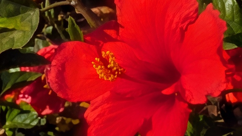 100x zoom on the Pixel 10 Pro