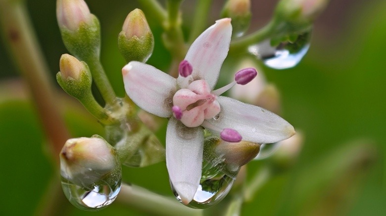 10x zoom on the Honor Magic8 Pro