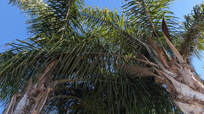 An image of trees captured by the Pixel 10 Pro Fold